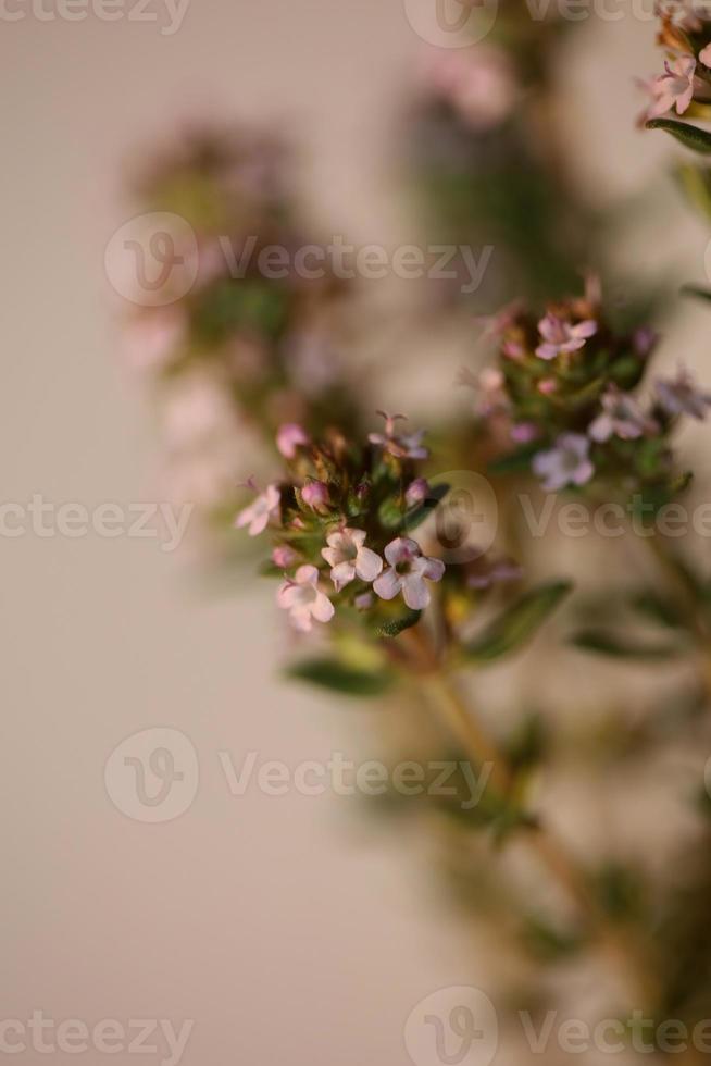 Blume Blüte Nahaufnahme Thymus Vulgaris Familie Lamiaceae Hintergrund foto