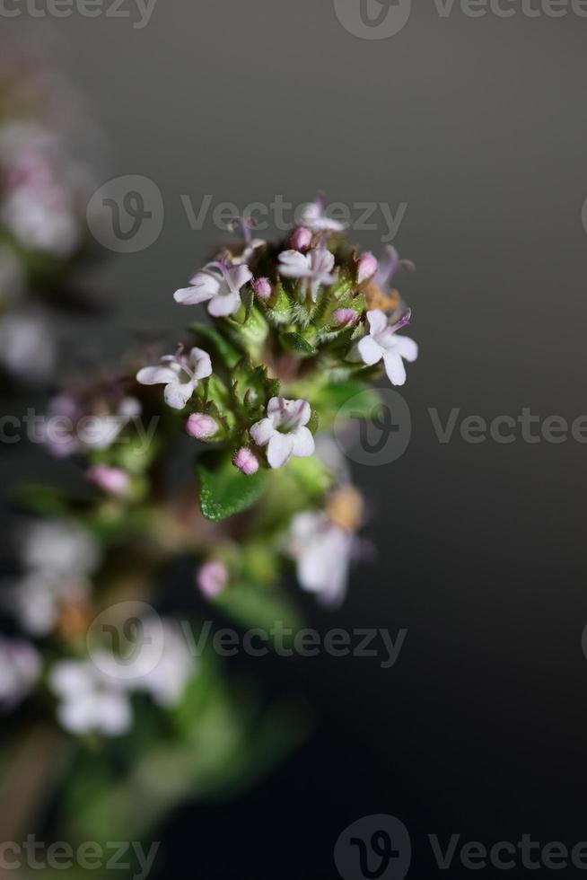 Blume Blüte Nahaufnahme Thymus Vulgaris Familie Lamiaceae Hintergrund foto