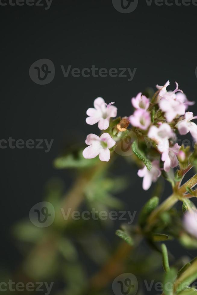 Blume Blüte Nahaufnahme Thymus Vulgaris Familie Lamiaceae Hintergrund foto