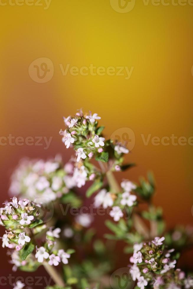 Blume Blüte Nahaufnahme Thymus Vulgaris Familie Lamiaceae Hintergrund foto