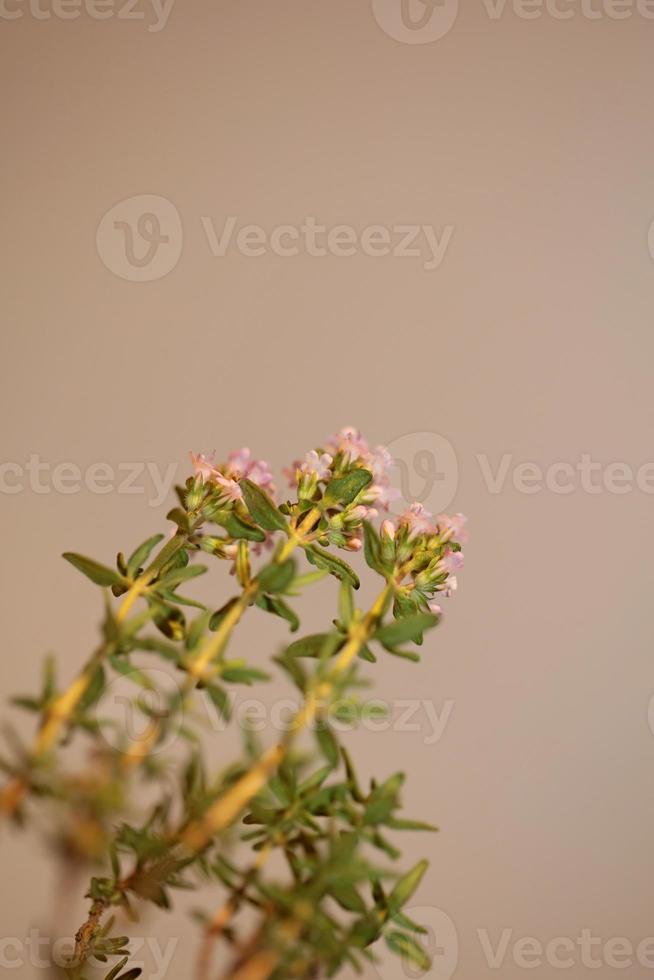 Blume Blüte Nahaufnahme Thymus Vulgaris Familie Lamiaceae Hintergrund foto