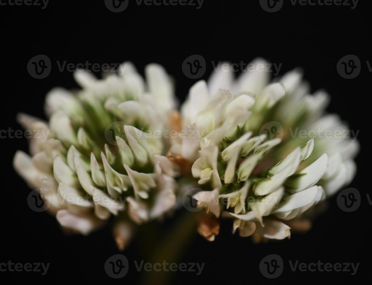 Blume Blüte Nahaufnahme Hintergrund Trifolium nigrescens leguminosae foto