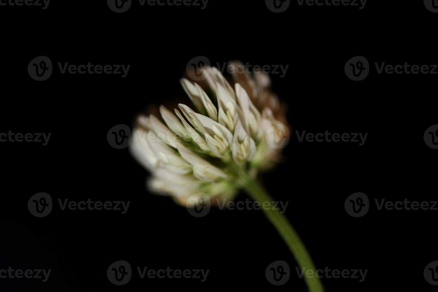 Blume Blüte Nahaufnahme Hintergrund Trifolium nigrescens leguminosae foto