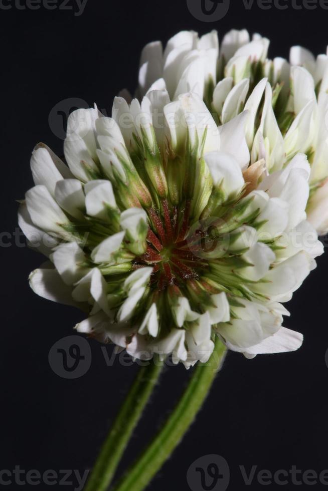 Blume Blüte Nahaufnahme Hintergrund Trifolium nigrescens leguminosae foto