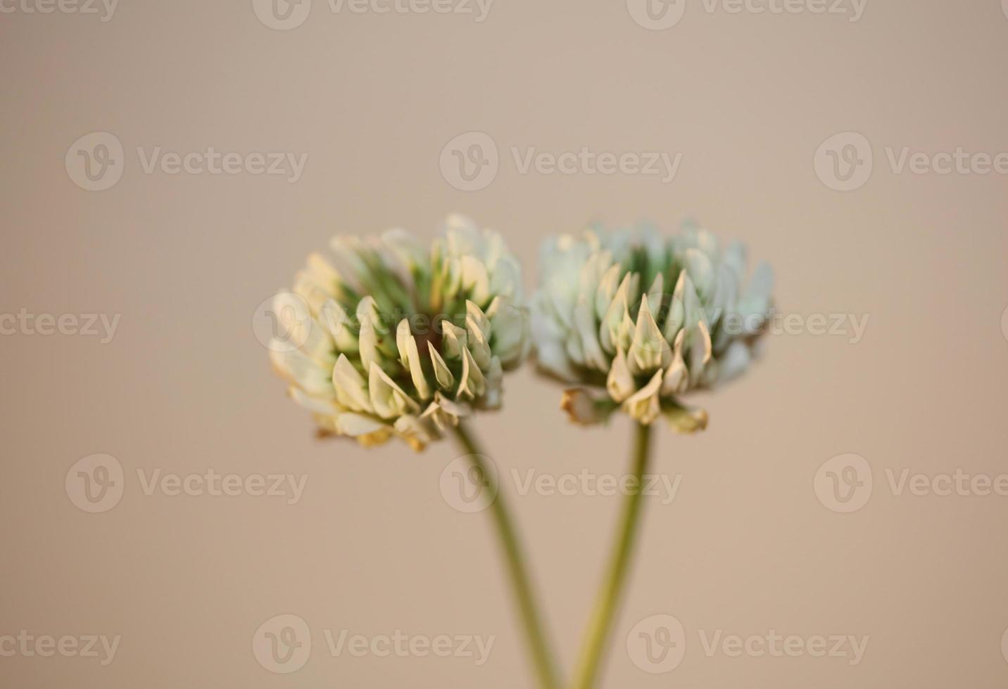 Blume Blüte Nahaufnahme Hintergrund Trifolium nigrescens leguminosae foto