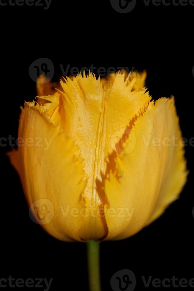 Tulpe Blume Nahaufnahme Hintergrund Familie Liliaceae botanisch modern foto