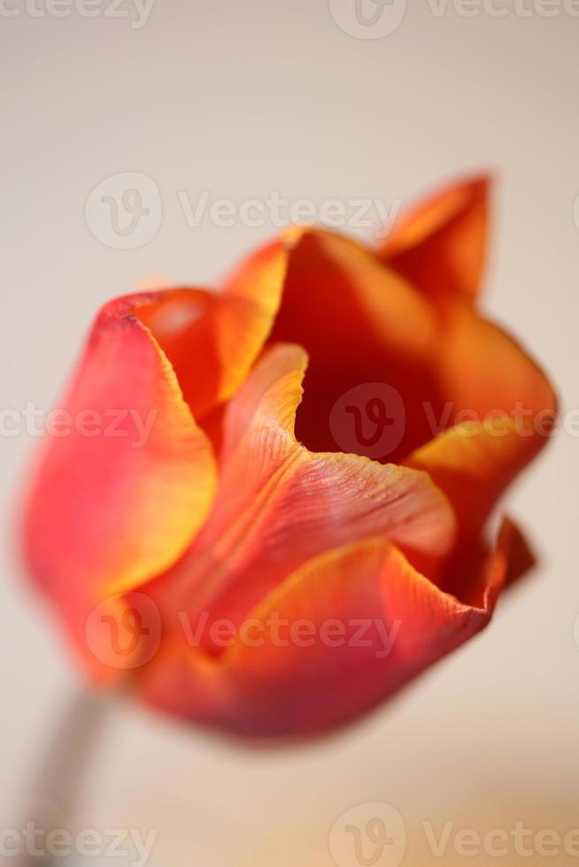 Tulpe Nahaufnahme Hintergrund Familie Liliaceae botanische moderne Drucke foto