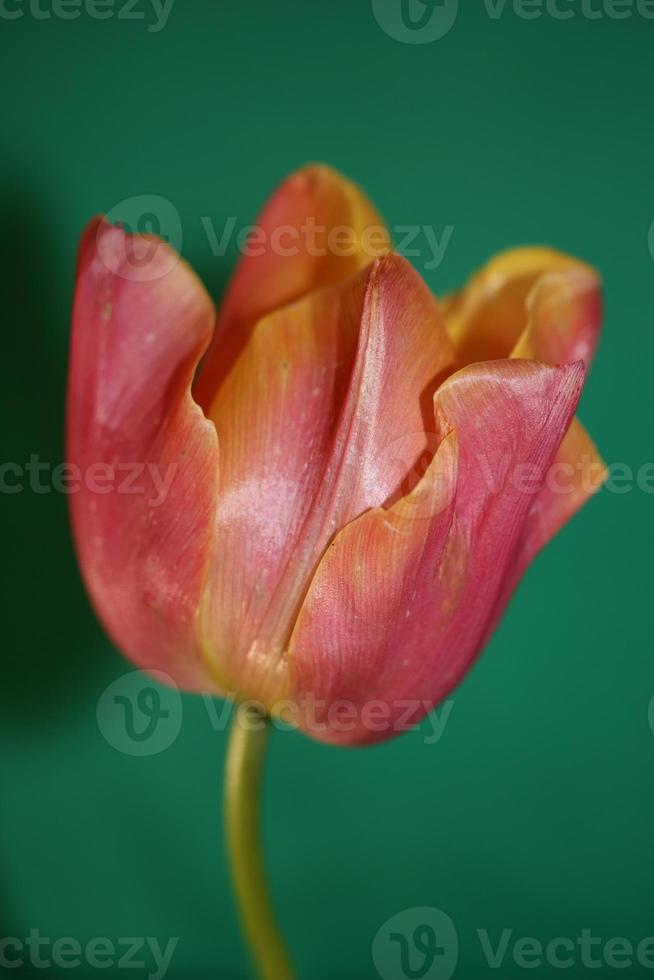 Tulpe Nahaufnahme Hintergrund Familie Liliaceae botanische moderne Drucke foto