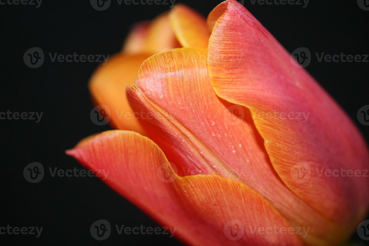 Tulpe Nahaufnahme Hintergrund Familie Liliaceae botanische moderne Drucke foto