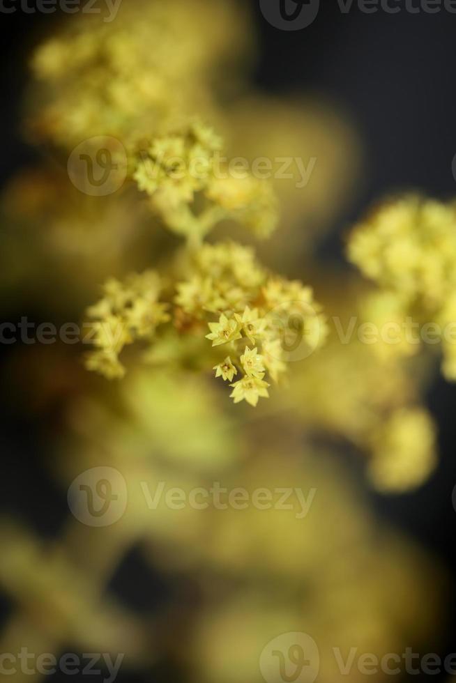 Blumenblüte Nahaufnahme hochwertige große Drucke foto