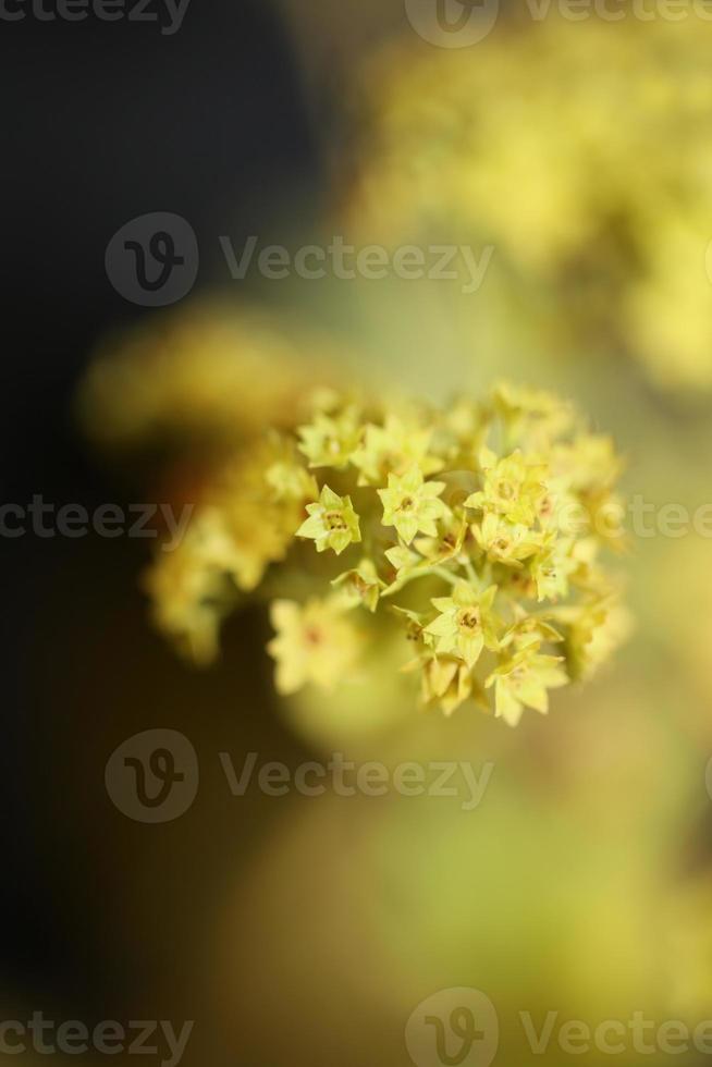 Blumenblüte Nahaufnahme hochwertige große Drucke foto