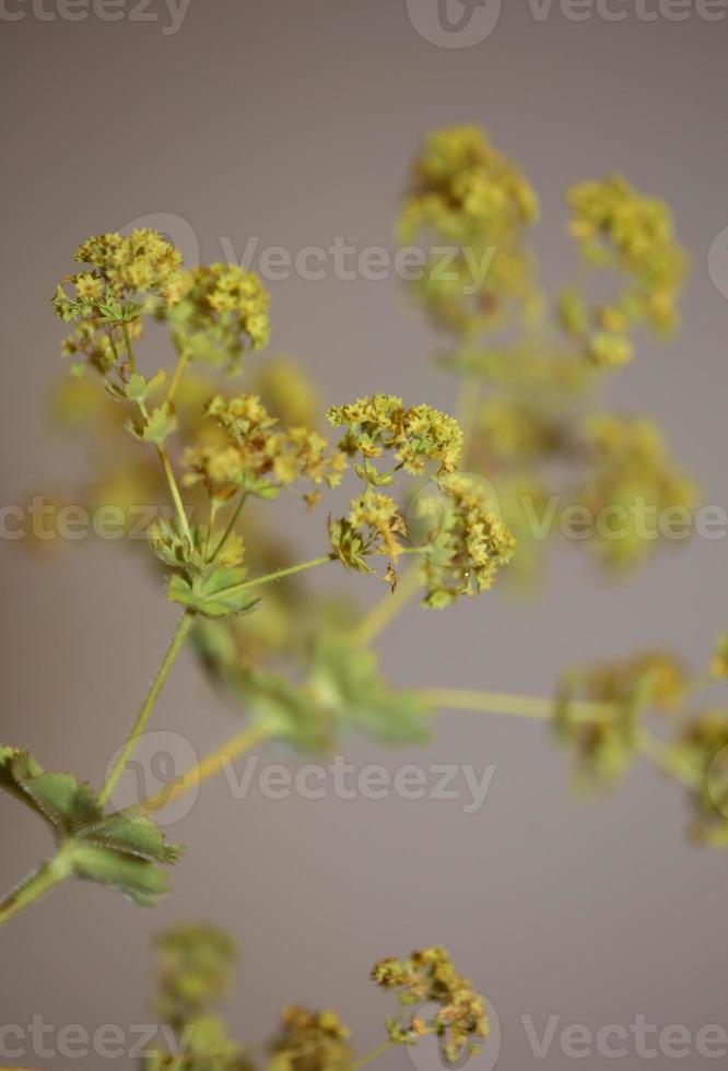 Blumenblüte Nahaufnahme hochwertige große Drucke foto