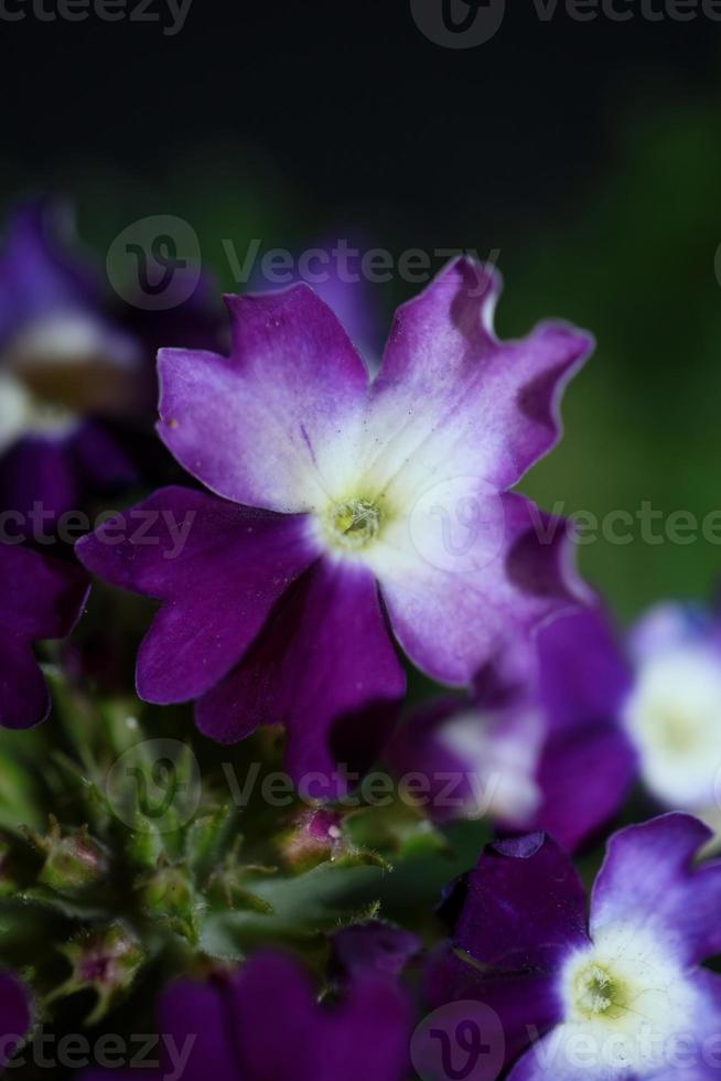 bunte Blume Blüte Nahaufnahme Eisenkraut Hybrid Familie Verbenaceae foto