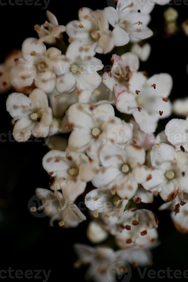 weiße kleine blume blühende viburnum tinus l. Familie Adoxaceae drucken foto