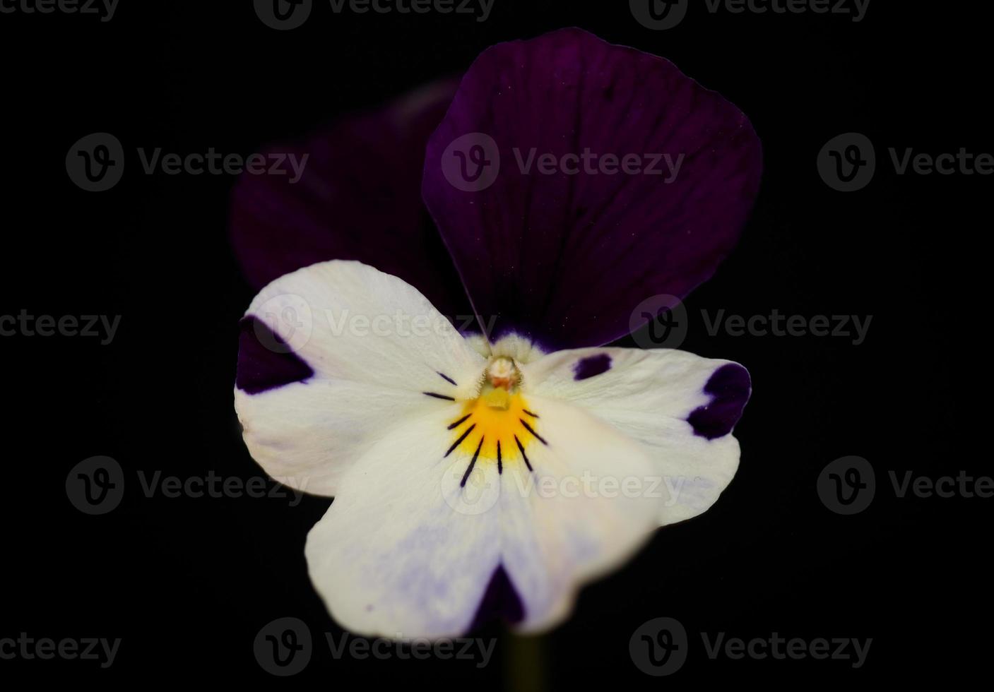 Viola Blume Blüte Familie Violaceae Nahaufnahme botanischen Druck foto