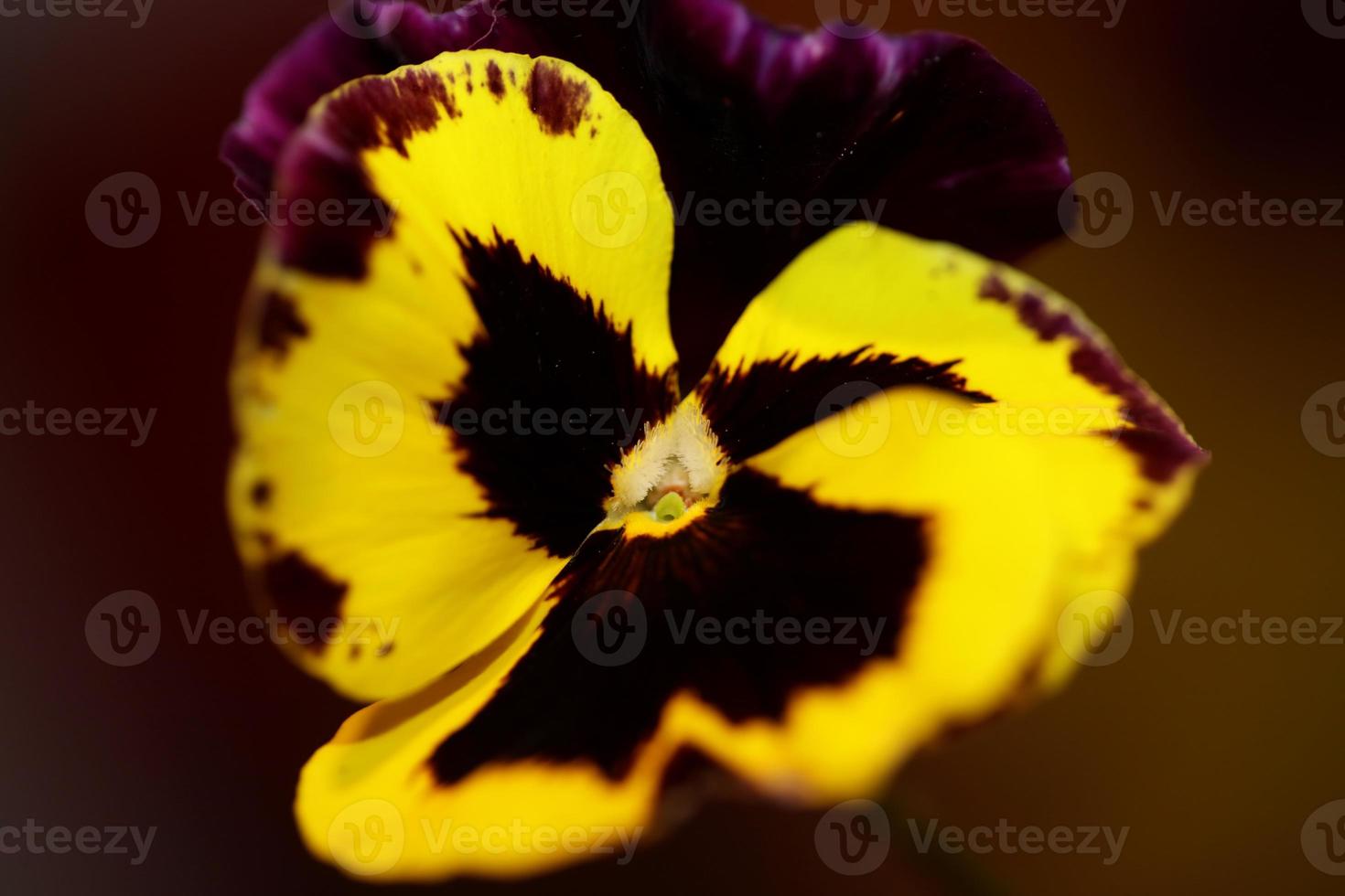 Viola Blume Blüte Familie Violaceae Nahaufnahme botanischen Druck foto