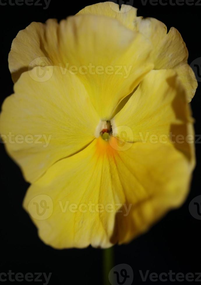 Viola Blume Blüte Familie Violaceae Nahaufnahme botanischen Druck foto