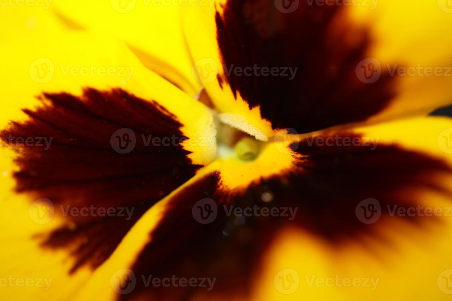 Viola Blume Blüte Familie Violaceae Nahaufnahme botanischen Druck foto