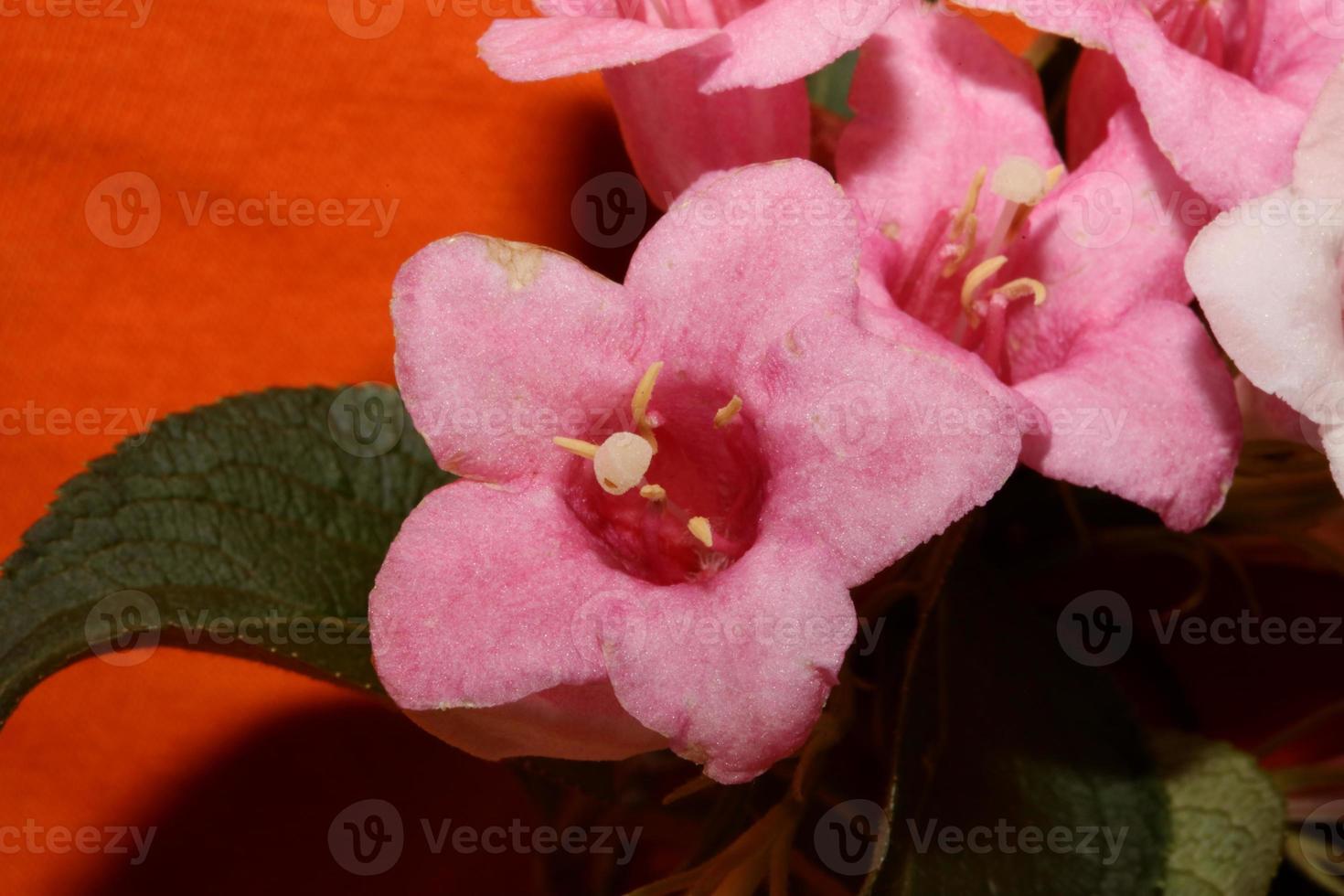 Blume Blüte Nahaufnahme Weigela Florida Familie Caprifoliaceae foto