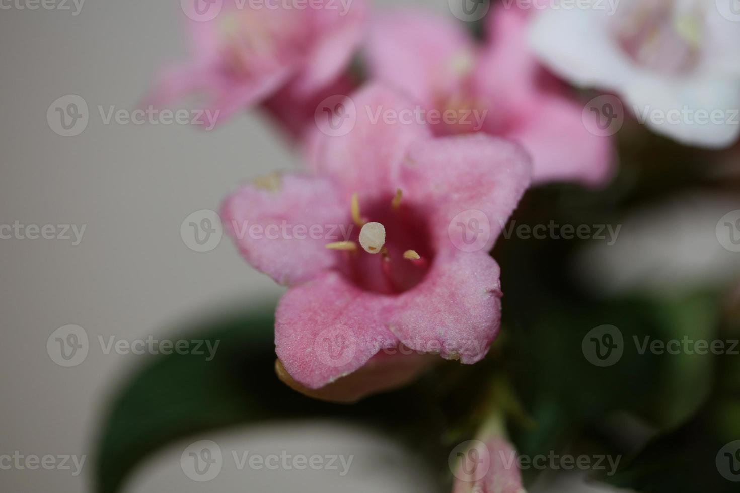 Blume Blüte Nahaufnahme Weigela Florida Familie Caprifoliaceae foto