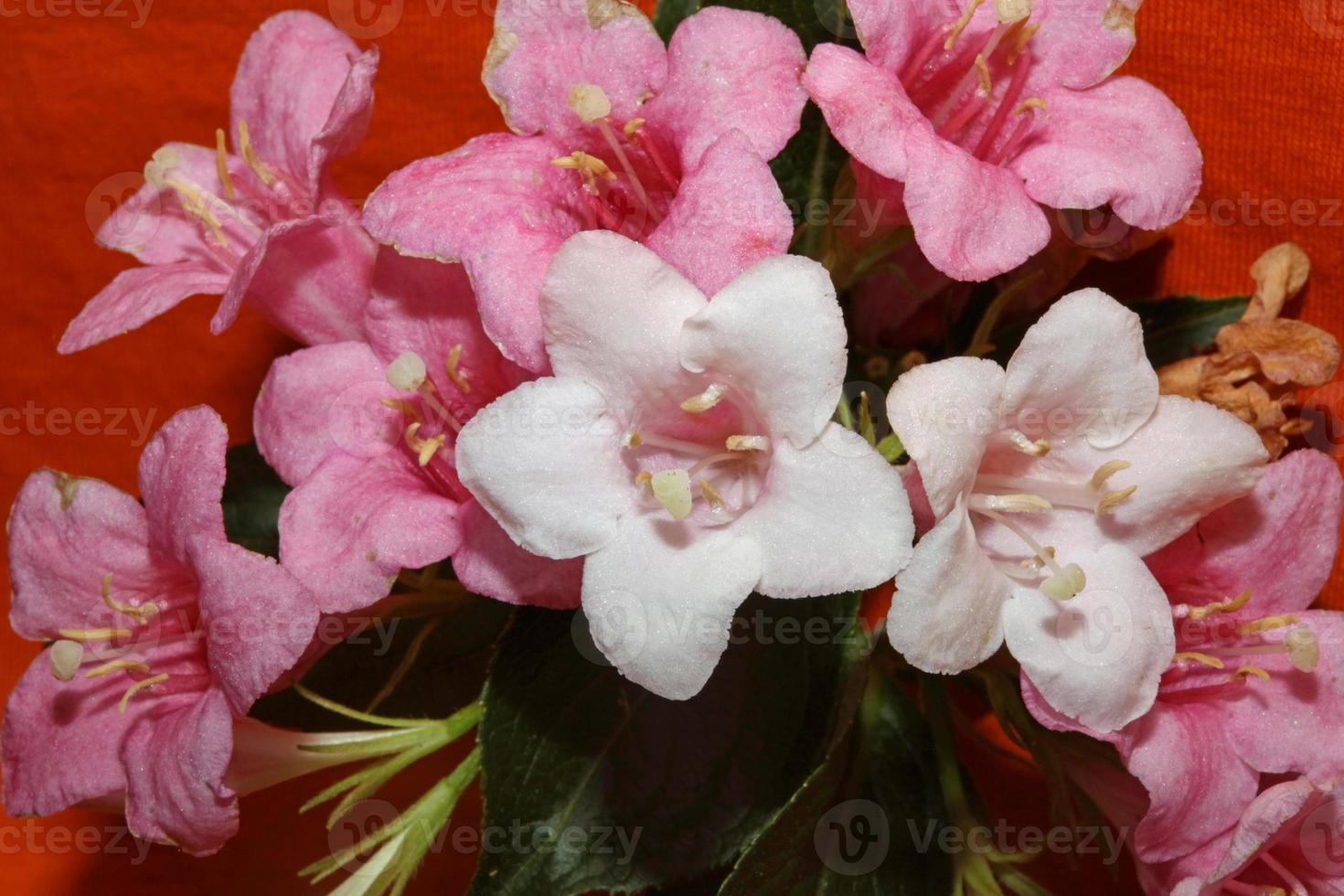 Blume Blüte Nahaufnahme Weigela Florida Familie Caprifoliaceae foto