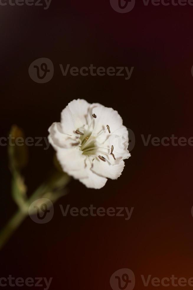 Blumenblüte Nahaufnahme Hintergrund botanisch hohe Qualität große Größe foto