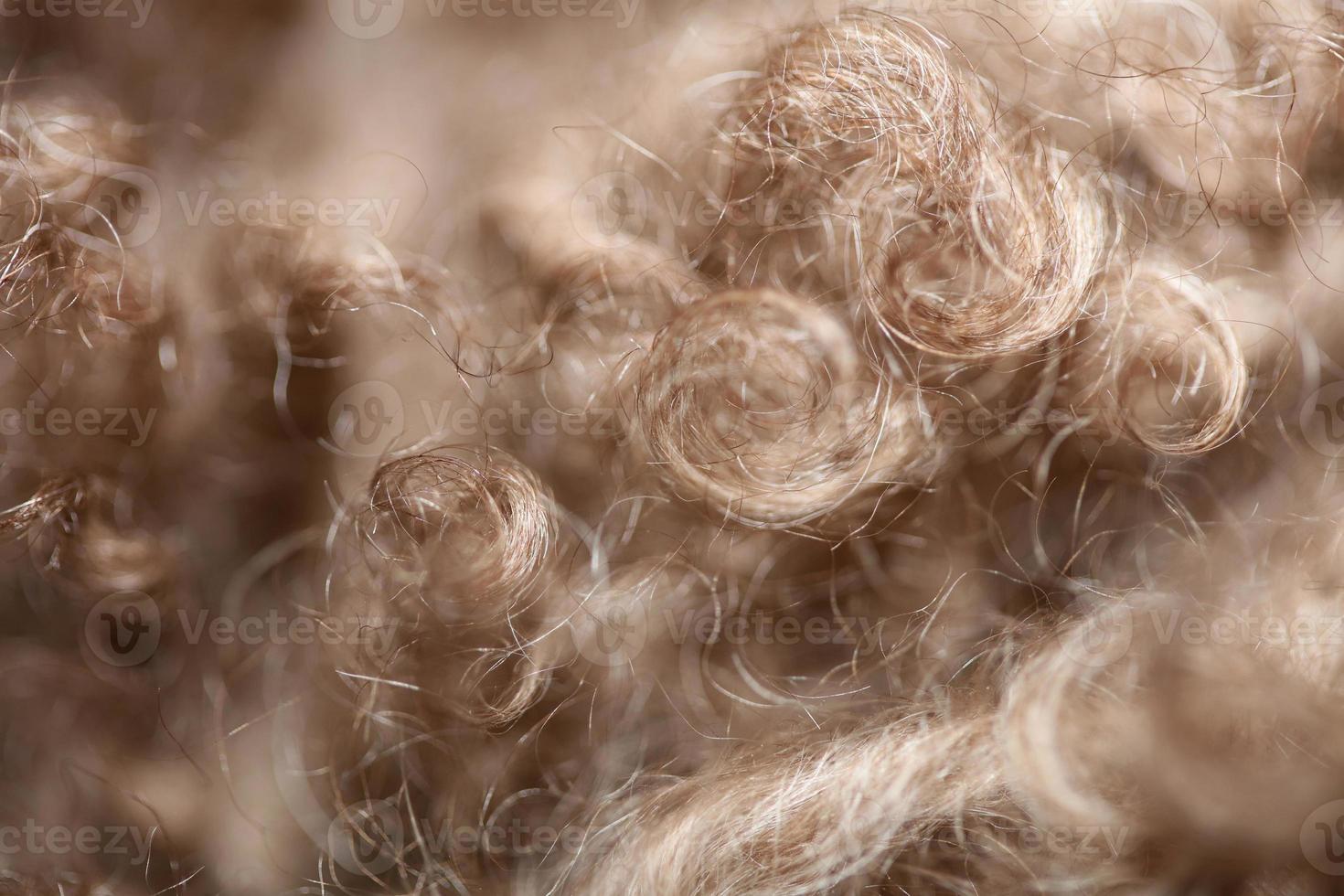 Hund braune lockige Haare Nahaufnahme Lagotto Romagnolo abstrakten Hintergrund foto