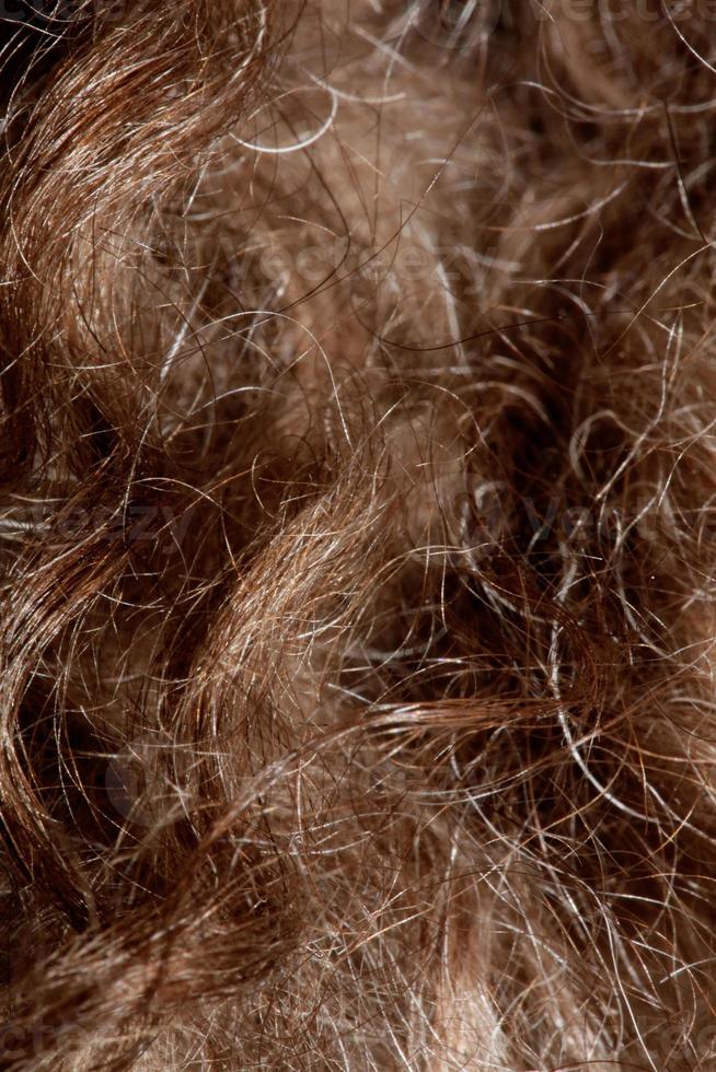 Hund braune lockige Haare Nahaufnahme Lagotto Romagnolo abstrakten Hintergrund foto