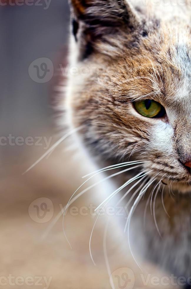 süße Tierhauskatze foto