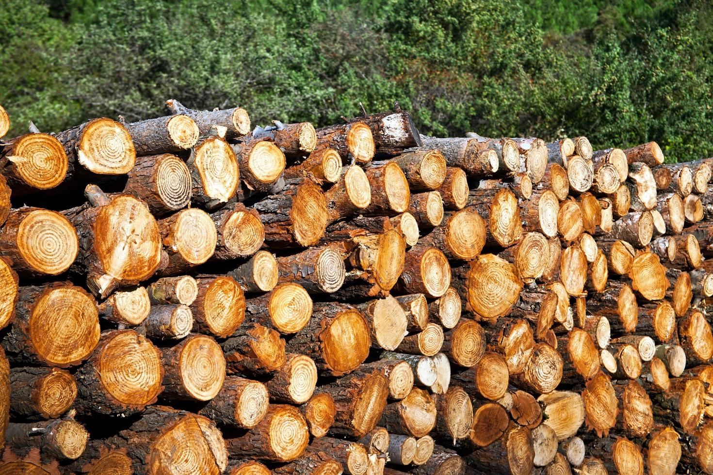 riesiger Haufen geschnittener Holzstämme foto