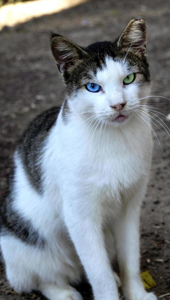 süße Tierhauskatze foto