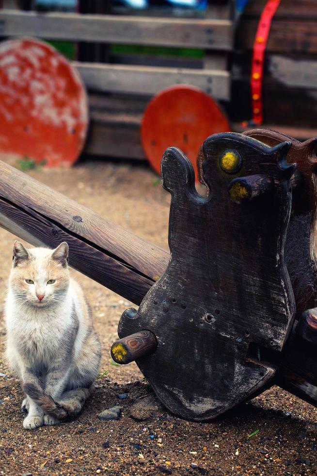 süße Tierhauskatze foto