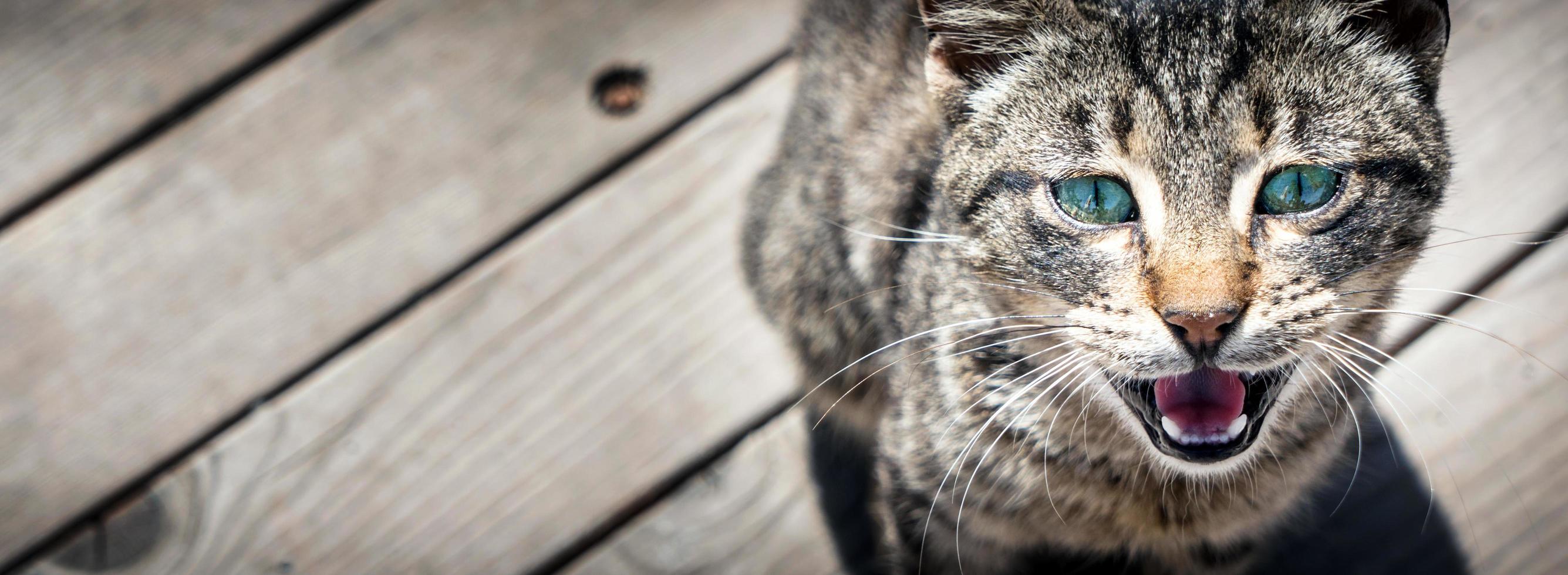 süße Tierhauskatze foto