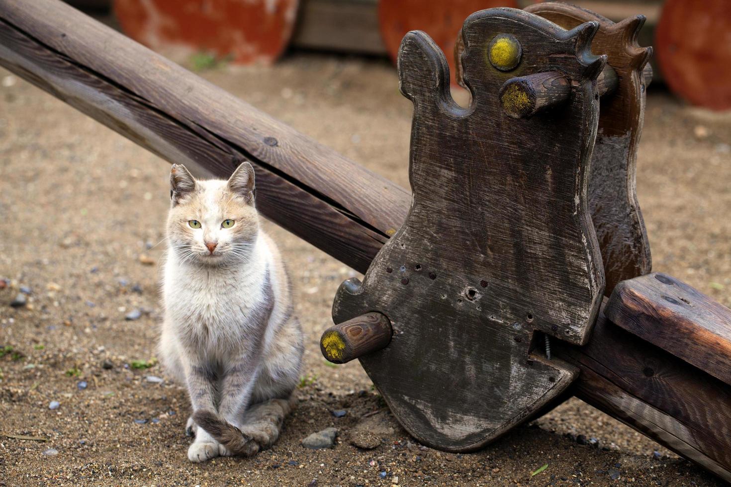 süße Tierhauskatze foto