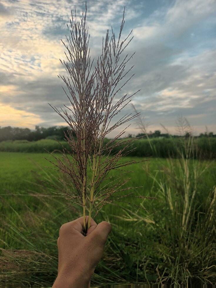 Baum im Feld foto