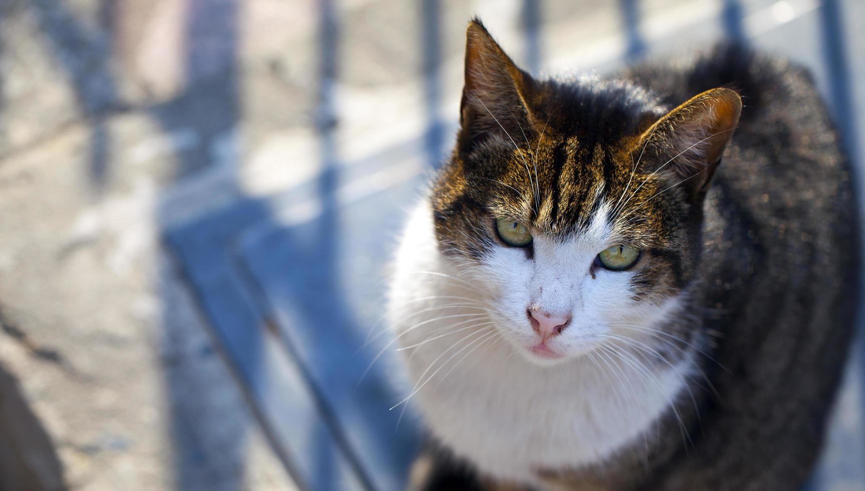 süße Tierhauskatze foto