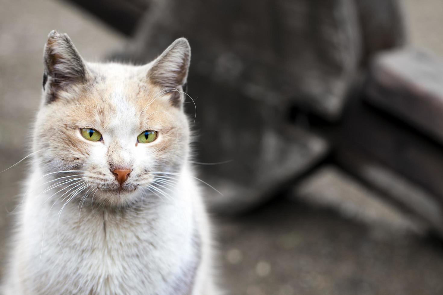 süße Tierhauskatze foto