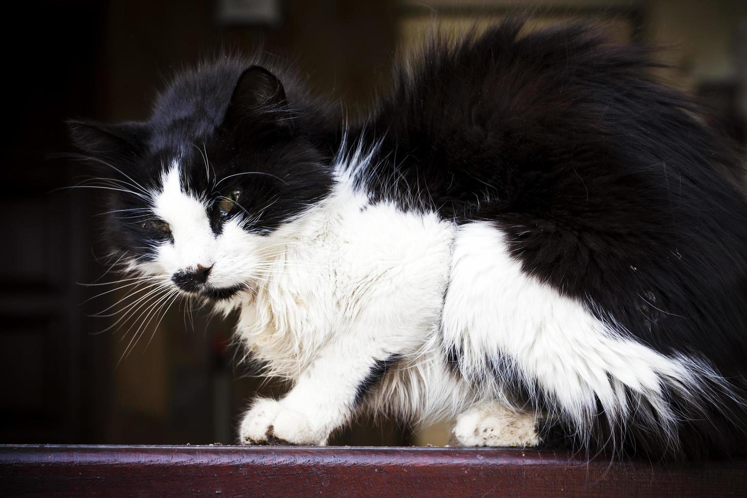 süße Tierhauskatze foto