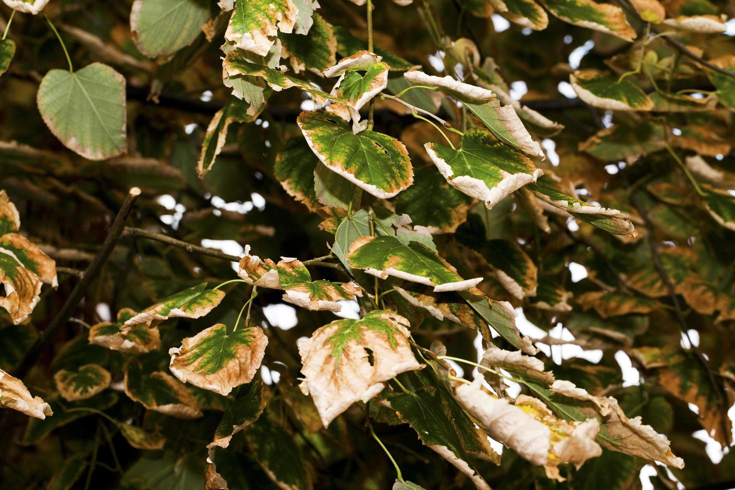 trockenes Herbstlaub in der Natur foto