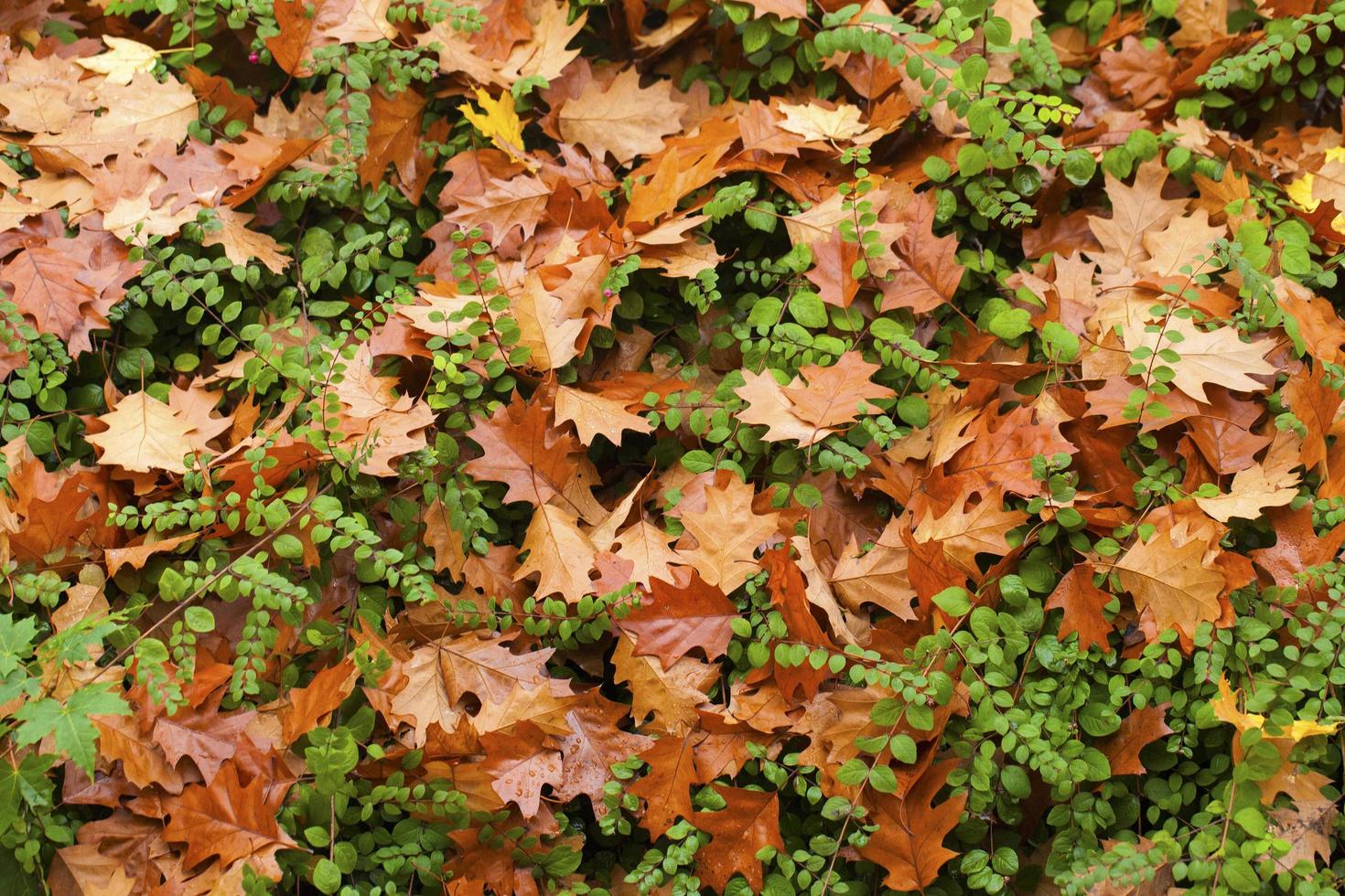 trockenes Herbstlaub in der Natur foto