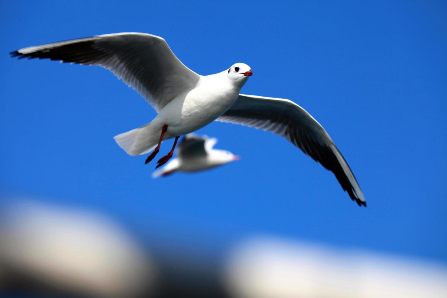 Tiervogelmöwe, die am Himmel fliegt foto