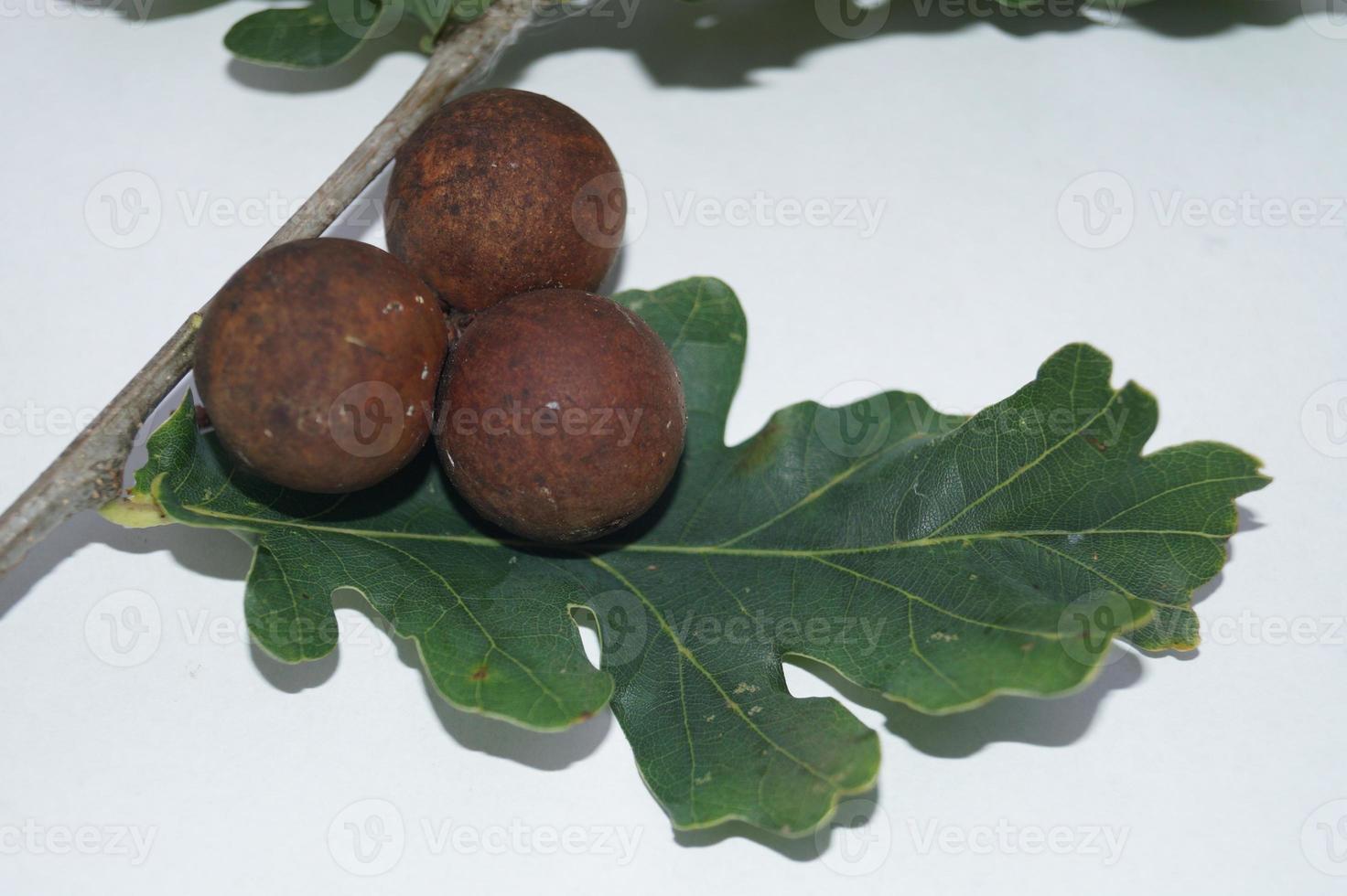 Cynips quercusfolii Gallenkugeln auf Eichenblatt foto