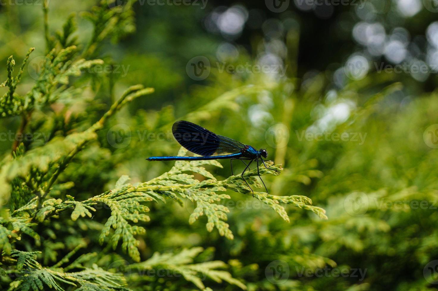 die blaue libelle calopteryx splendens foto