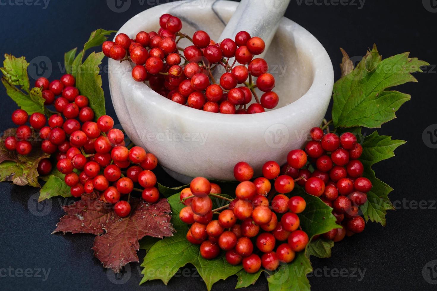 Viburnum rote Beeren foto