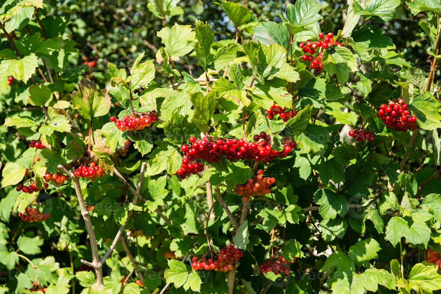 Viburnum rote Beeren foto