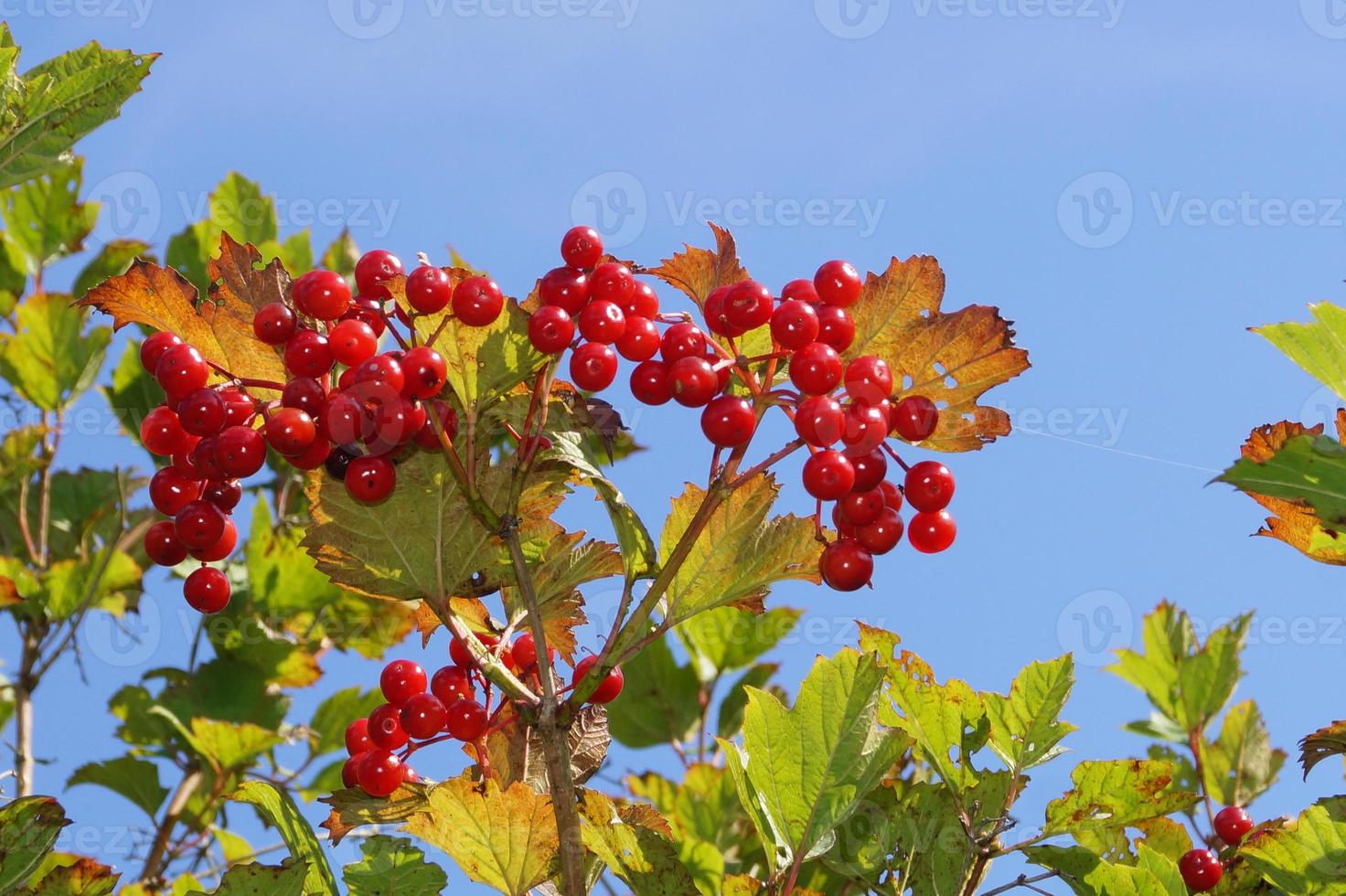 Viburnum rote Beeren foto