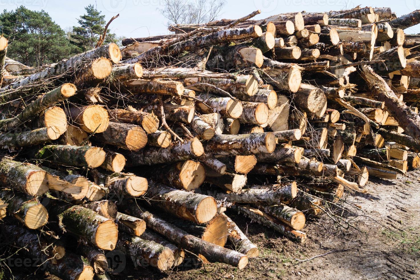 Forstwirtschaft im Naturschutzgebiet Fischbeker Heide foto