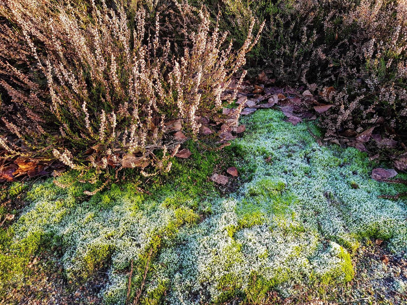 im naturschutzgebiet fischbeker heide bei hamburg deutschland foto