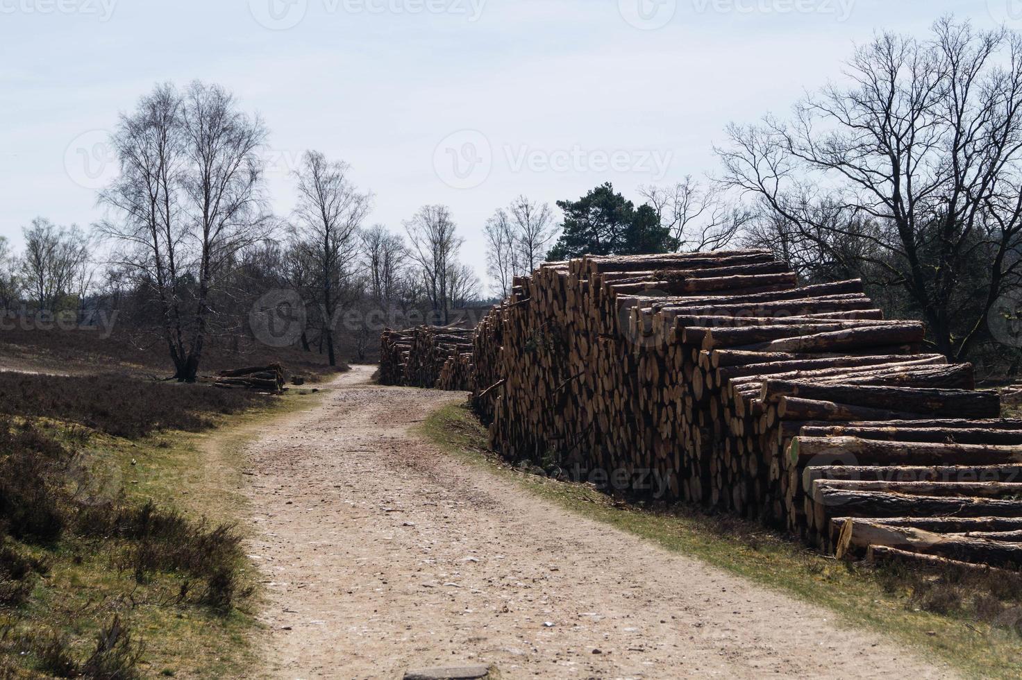 im naturschutzgebiet fischbeker heide bei hamburg deutschland foto