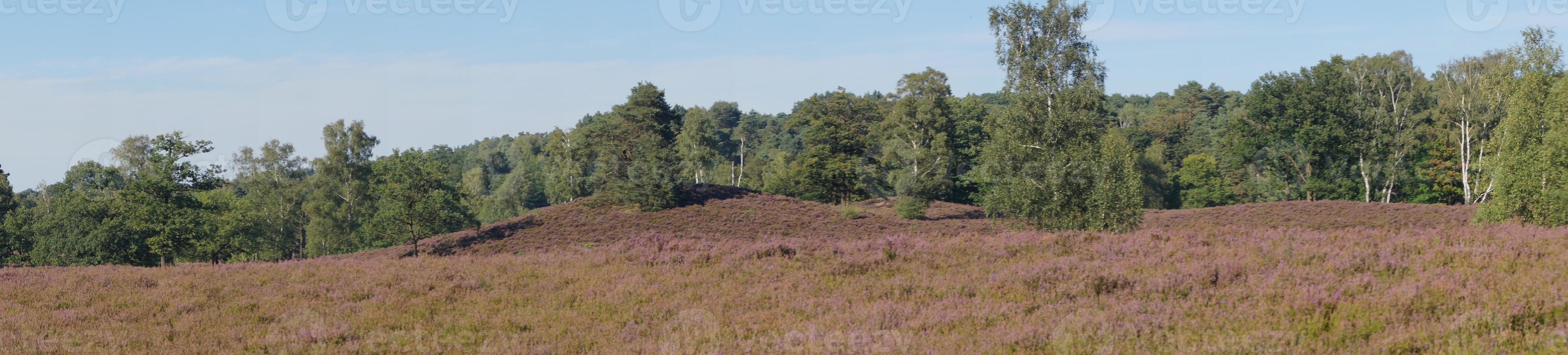 im naturschutzgebiet fischbeker heide bei hamburg deutschland foto